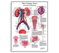 3B Scientific Human Anatomy - The Urinary Tract Chart, Paper Version