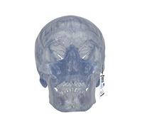 3B Scientific Human Anatomy - Transparent Classic Human Skull Model with Magnetic Connections, 3 Part + free anatomy software - 3B Smart Anatomy