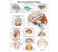 3B Scientific Human Brain Anatomy Chart, German Brain Anatomy Poster, Paper Educational Wall Chart for Medical Students, Neurology, Nursing & Healthcare Training
