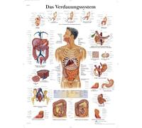 3B Scientific Human Digestive System Anatomy Chart, German Paper Anatomy Poster, Detailed Digestive System Wall Chart for Medical Students, Nursing, Gastroenterology & Healthcare Education