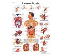 3B Scientific Human Digestive System Anatomy Chart, Italian Paper Anatomy Poster, Detailed Gastrointestinal Tract Wall Chart for Medical Students, Nursing, Physiology & Healthcare Education