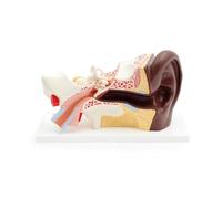 3B Scientific Human Ear Model, 3 times Life-Size, 4 part, dark skin, 3B Smart Anatomy