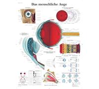 3B Scientific Human Eye Educational Chart, Eye Anatomy & Physiology Poster, Ophthalmology Anatomy Wall Chart for Medical, Nursing & Biology Education