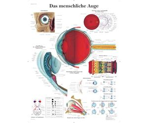 3B Scientific Human Eye Educational Chart, Eye Anatomy & Physiology Poster, Ophthalmology Anatomy Wall Chart for Medical, Nursing & Biology Education