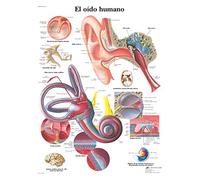 3B Scientific Human Hearing Printed Poster 1