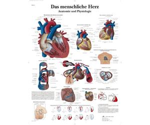 3B Scientific Human Heart Anatomy & Physiology Chart, German Paper Anatomy Poster, Detailed Cardiovascular Wall Chart for Medical Students, Nursing, Cardiology & Healthcare Education