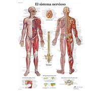 3B Scientific Human Nervous System Anatomy Chart, Spanish Paper Anatomy Poster, Detailed Central & Peripheral Nervous System Wall Chart for Medical Students, Nursing & Healthcare Education