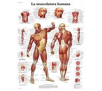 3B Scientific Human Printed on Paper, The Muscles, 1