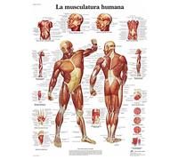 3B Scientific Human Printed on Paper, The Muscles, 1