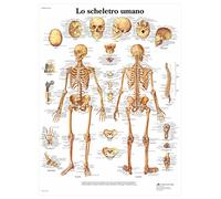 3B Scientific Human Skeleton Anatomy Chart, Italian Paper Anatomy Poster, Detailed Skeletal System Wall Chart for Medical Students, Nursing, Biology & Healthcare Education