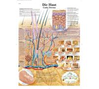 3B Scientific Human Skin Anatomy Chart, German Paper Anatomy Poster, Detailed Skin Structure & Dermatology Wall Chart for Medical Students, Nursing, Biology & Healthcare Education