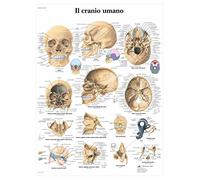 3B Scientific Human Skull Educational Chart, Skull Anatomy Poster, Cranial Bone & Head Anatomy Wall Chart for Medical, Dental & Anatomy Education