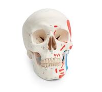 3B Scientific Human Skull Model Classic with Muscle Painting, 3-Part Anatomical Skull with Color-Coded Muscle Markings, Movable Jaw & Magnetic Connections