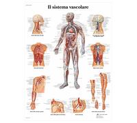 3B Scientific Human Vascular System Anatomy Chart, Italian Paper Anatomy Poster, Detailed Circulatory System Wall Chart for Medical Students, Nursing, Physiology & Healthcare Education