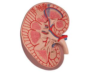 3B Scientific K09 Basic Kidney Section, 3 Times Full-Size + free Anatomy App - 3B Smart Anatomy