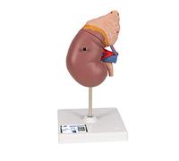 3B Scientific K12 Kidney with Adrenal Gland, 2-part + free Anatomy App - 3B Smart Anatomy