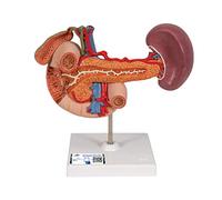 3B Scientific K22/2 Rear Organs of The Upper Abdomen + anatomy software - 3B Smart Anatomy