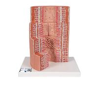 3B Scientific K23 3B Microanatomy Digestive System, 20-Times Magnified + free Anatomy App - 3B Smart Anatomy