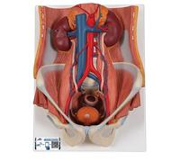 3B Scientific K32 Dual Sex Urinary System, 6 Part + free Anatomy App - 3B Smart Anatomy