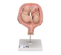 3B Scientific L10/7 5th Month Twin Foetuses', Normal Position + free Anatomy App - 3B Smart Anatomy