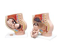 3B Scientific L20 Pregnancy Pelvis, 3 Part + free anatomy software - 3B Smart Anatomy