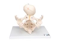 3B Scientific L30 Childbirth Demonstration Pelvis + free Anatomy App - 3B Smart Anatomy