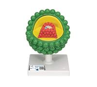 3B Scientific L40 HIV Model + free Anatomy App - 3B Smart Anatomy