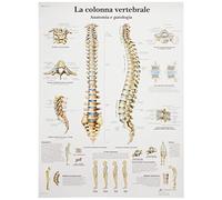 3B Scientific - Laminated Autonomic Nervous System Chart - UV & Dust-Protected Anatomy Poster for Study, Teaching & Clinics