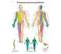 3B Scientific - Laminated Autonomic Nervous System Chart - UV & Dust-Protected Anatomy Poster for Study, Teaching & Clinics