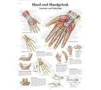 3B Scientific Laminated Chart - Hand and Wrist