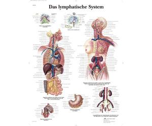 3B Scientific Laminated Chart - The Lymphatic System