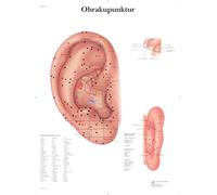 3B Scientific Laminated Ear Acupuncture Wall Chart [Product in German Language]