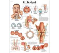 3B Scientific Laminated Educational Board - 'Der Kehlkopf' ('The Larynx') [German language]