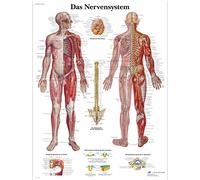 3B Scientific Laminated Educational Board - The Nervous System