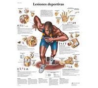 3B Scientific - Laminated Female Genital Organs Chart - UV & Dust-Protected Anatomy Poster for Study, Teaching & Clinics