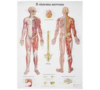 3B Scientific - Laminated Foot & Ankle Chart - Anatomy & Pathology - UV & Dust-Protected Poster for Study, Teaching & Clinics