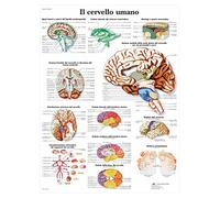 3B Scientific - Laminated Hand & Wrist Chart - Anatomy & Pathology - UV & Dust-Protected Poster for Study, Teaching & Clinics