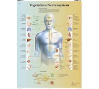 3B Scientific - Laminated Human Eye Chart - UV & Dust-Protected Anatomy Poster for Study, Teaching & Clinics