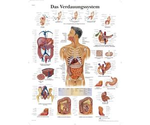 3B Scientific - Laminated Human Gastrointestinal System Chart - UV & Dust-Protected Anatomy Poster for Study, Teaching & Clinics