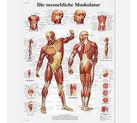 3B Scientific - Laminated Human Musculature Chart - UV & Dust-Protected Anatomy Poster for Study, Teaching & Clinics