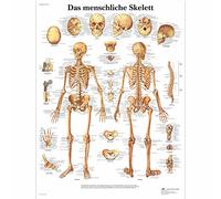 3B Scientific - Laminated Human Musculature Chart - UV & Dust-Protected Anatomy Poster for Study, Teaching & Clinics