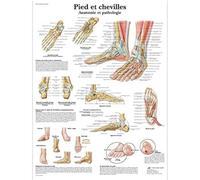 3B Scientific - Laminated Human Musculature Chart - UV & Dust-Protected Anatomy Poster for Study, Teaching & Clinics