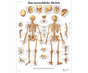 3B Scientific - Laminated Human Musculature Chart - UV & Dust-Protected Anatomy Poster for Study, Teaching & Clinics