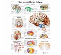 3B Scientific - Laminated Human Nervous System Chart - UV & Dust-Protected Anatomy Poster for Study, Teaching & Clinics