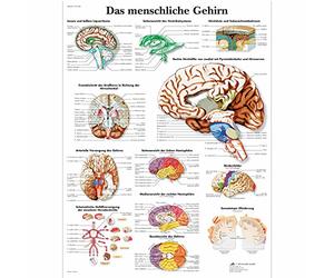 3B Scientific - Laminated Human Nervous System Chart - UV & Dust-Protected Anatomy Poster for Study, Teaching & Clinics