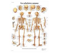 3B Scientific VR4113L Human Skeleton Poster