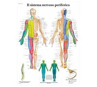 3B Scientific - Laminated Reflex Zones Massage Chart - UV & Dust-Protected Anatomy Poster for Study, Teaching & Clinics