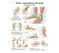 3B Scientific - Laminated Shoulder & Elbow Chart - Anatomy & Pathology - UV & Dust-Protected Poster for Study, Teaching & Clinics