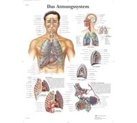 3B Scientific - Laminated Shoulder & Elbow Chart - Anatomy & Pathology - UV & Dust-Protected Poster for Study, Teaching & Clinics