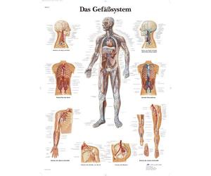 3B Scientific - Laminated Shoulder & Elbow Chart - Anatomy & Pathology - UV & Dust-Protected Poster for Study, Teaching & Clinics